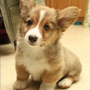 Meet your Posher, Lara